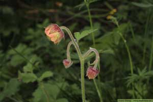 Humleblomster, Geum rivale