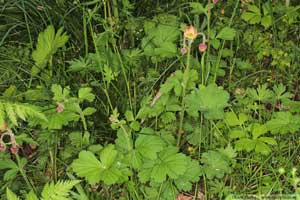 Humleblomster, Geum rivale