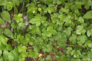 Nejlikrot, Geum urbanum