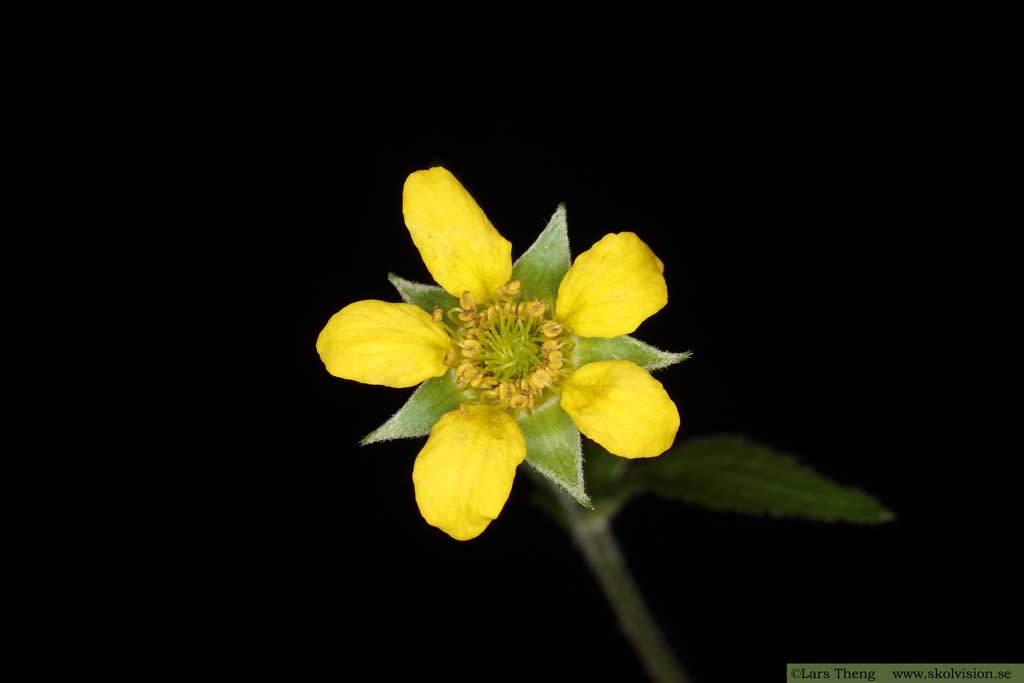 Nejlikrot, Geum urbanum