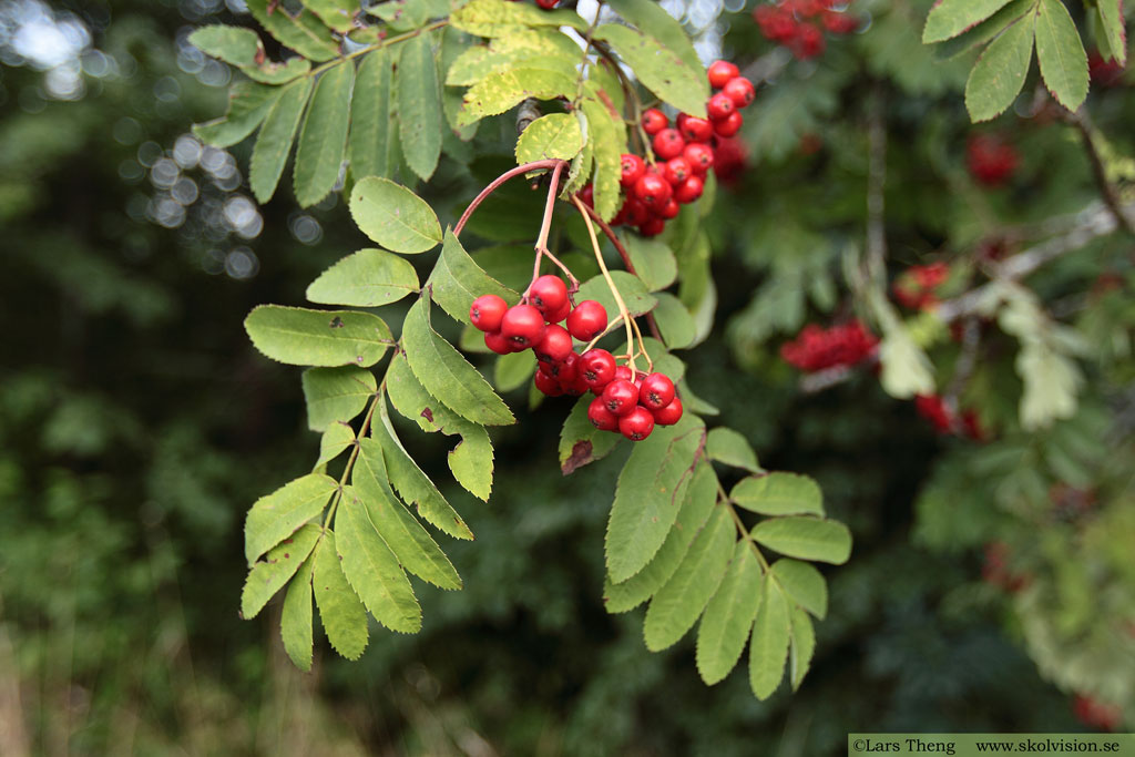 Rönn, Sorbus aucuparia