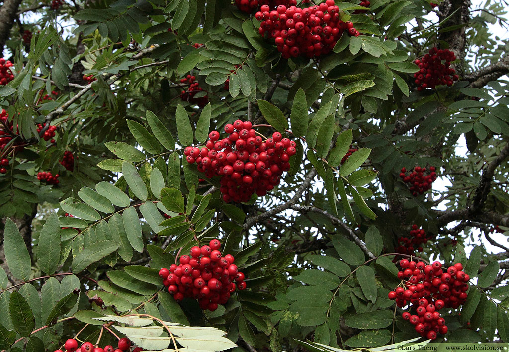 Rönn, Sorbus aucuparia