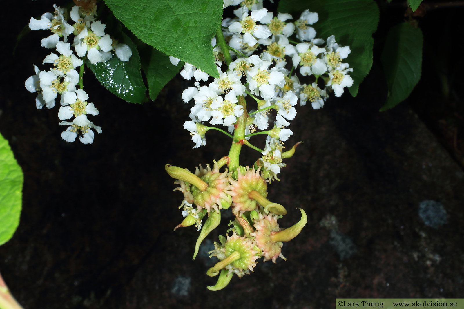 Sötkörsbär, Prunus avium