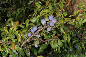 Slån,  Prunus spinosa