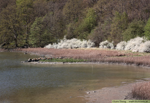 Slån,  Prunus spinosa