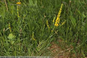 Liten färgginst, Genista t. tinctoria