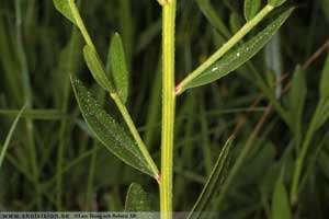 Liten färgginst, Genista t. tinctoria