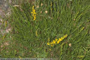 Liten färgginst, Genista t. tinctoria