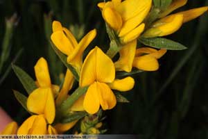 Liten färgginst, Genista t. tinctoria