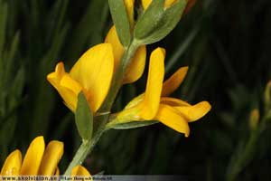 Liten färgginst, Genista t. tinctoria