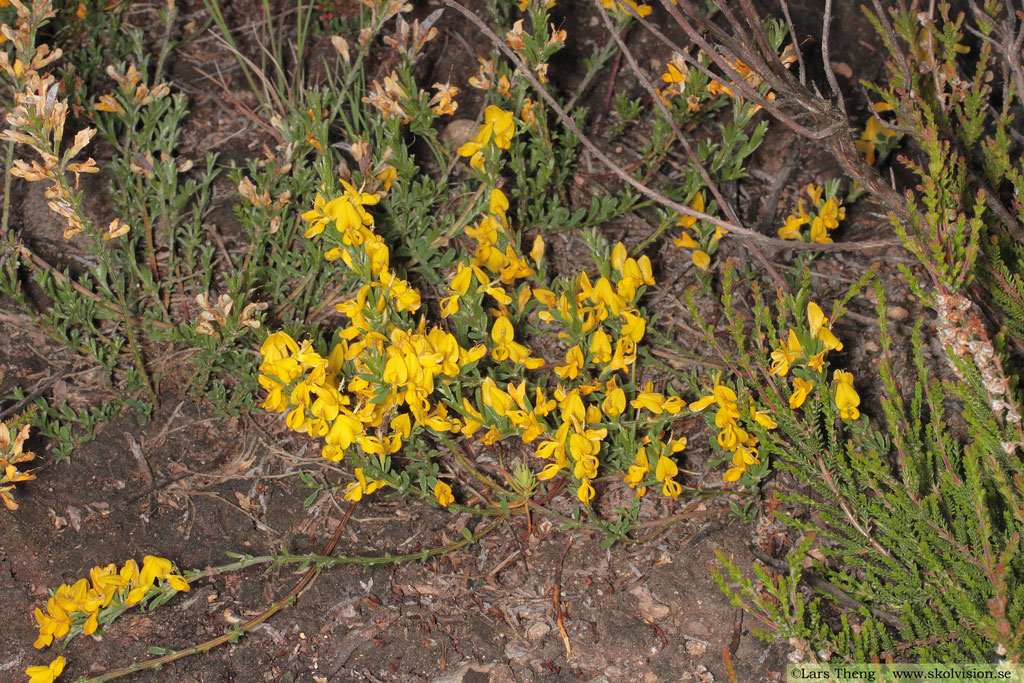 Hårginst, Genista pilosa