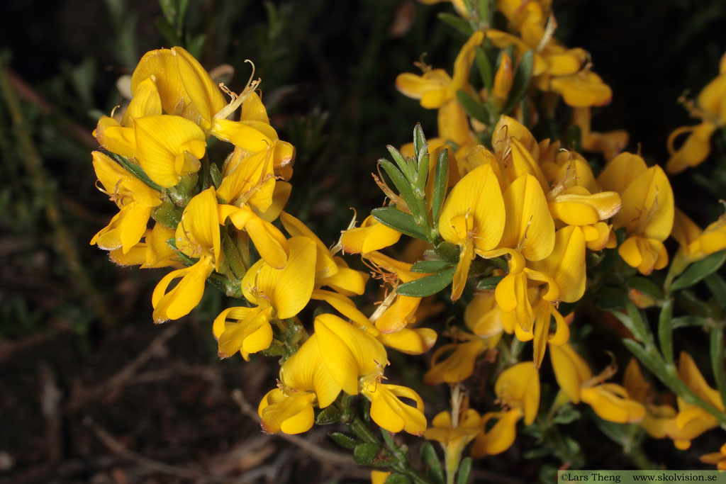 Hårginst, Genista pilosa