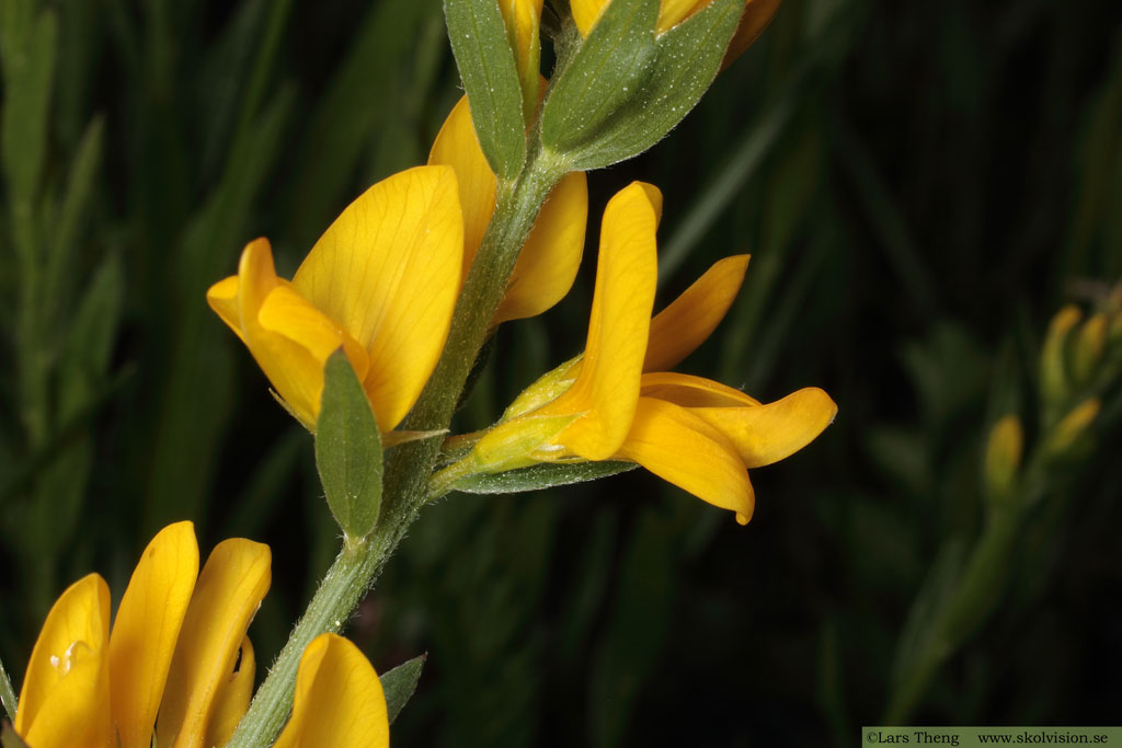 Färgginst, Genista tinctoria