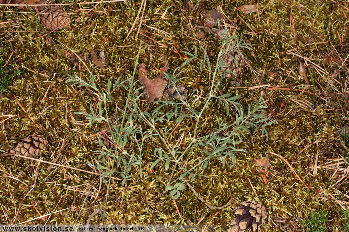 Sandvedel, Astragalus arenarius