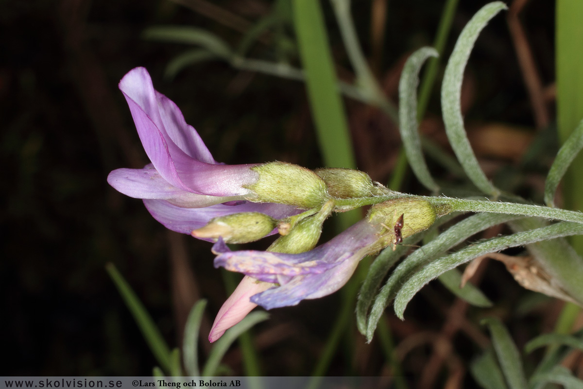 Sandvedel, Astragalus arenarius