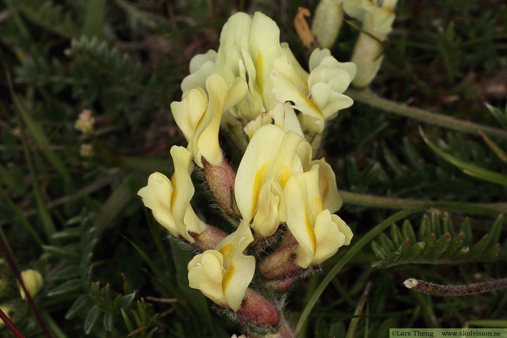 Fältvedel, Oxytropis campestris