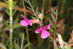 Liten sommarvicker, Vicia sativa subsp. nigra