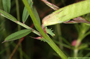 Liten sommarvicker, Vicia sativa subsp. nigra