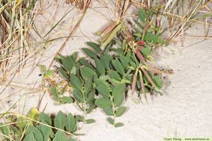 Strandvial,Lathyrus japonicus