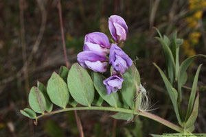 Strandvial,Lathyrus japonicus