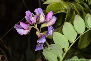 Strandvial,Lathyrus japonicus