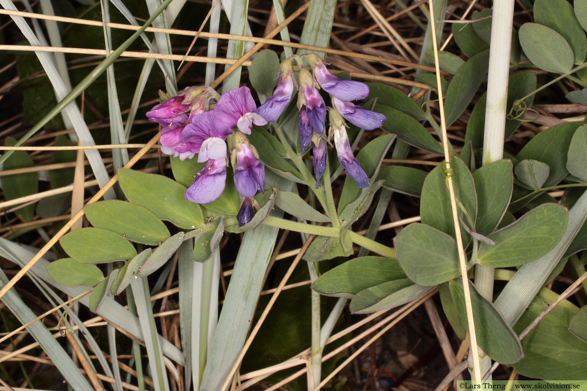 Strandvial,Lathyrus japonicus