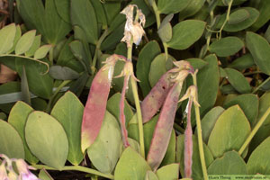 Strandvial,Lathyrus japonicus