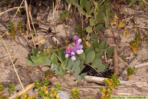 Strandvial,Lathyrus japonicus