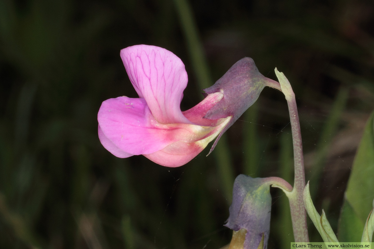 Gökärt, Lathyrus linifolius