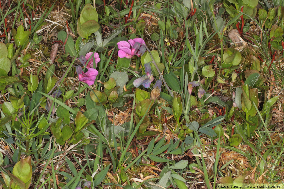 Gökärt, Lathyrus linifolius