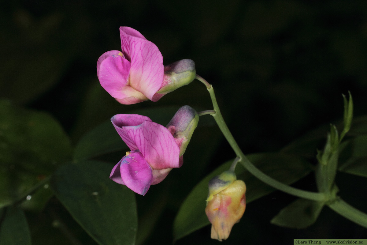 Gökärt, Lathyrus linifolius