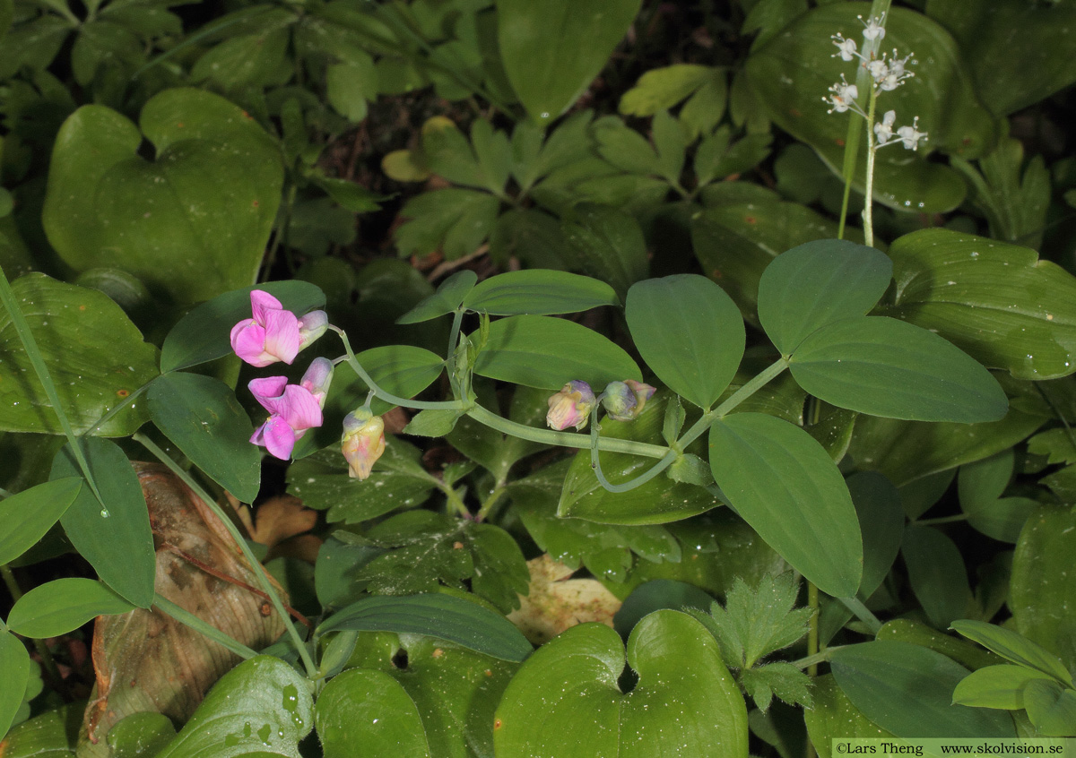 Gökärt, Lathyrus linifolius