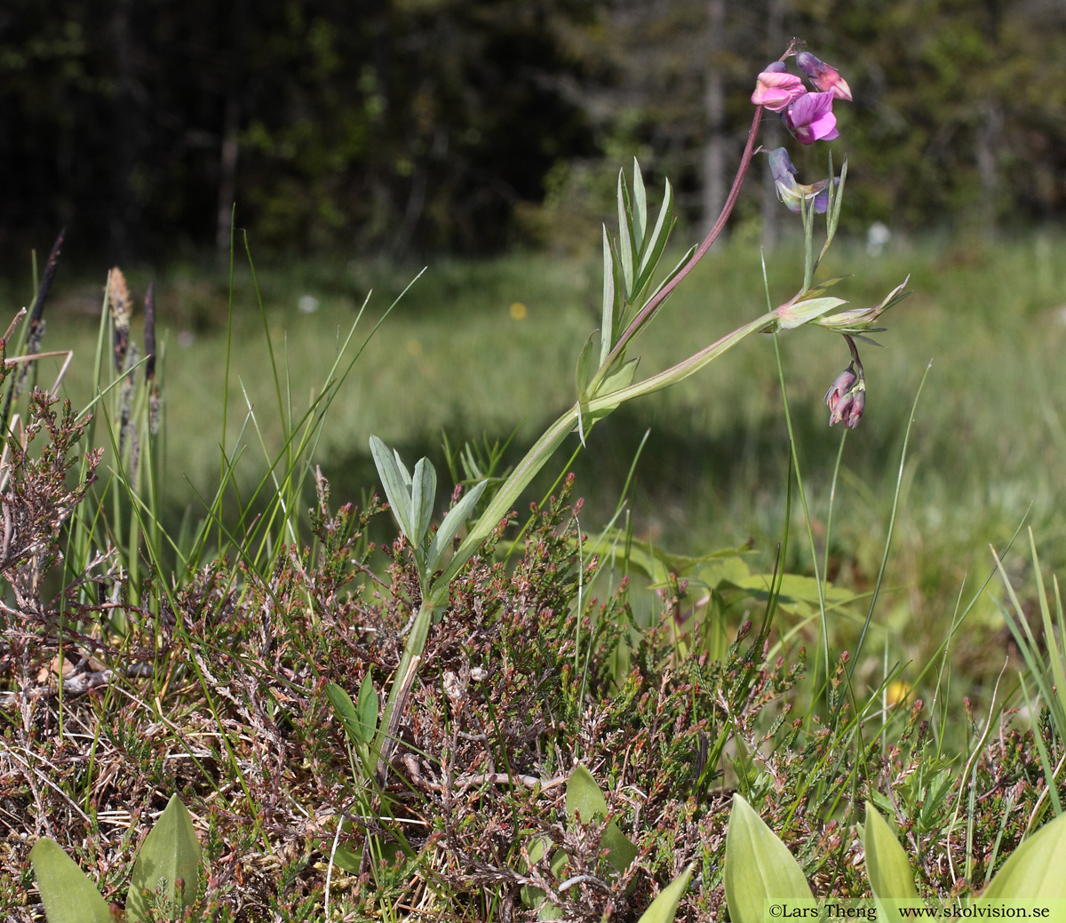 Gökärt, Lathyrus linifolius