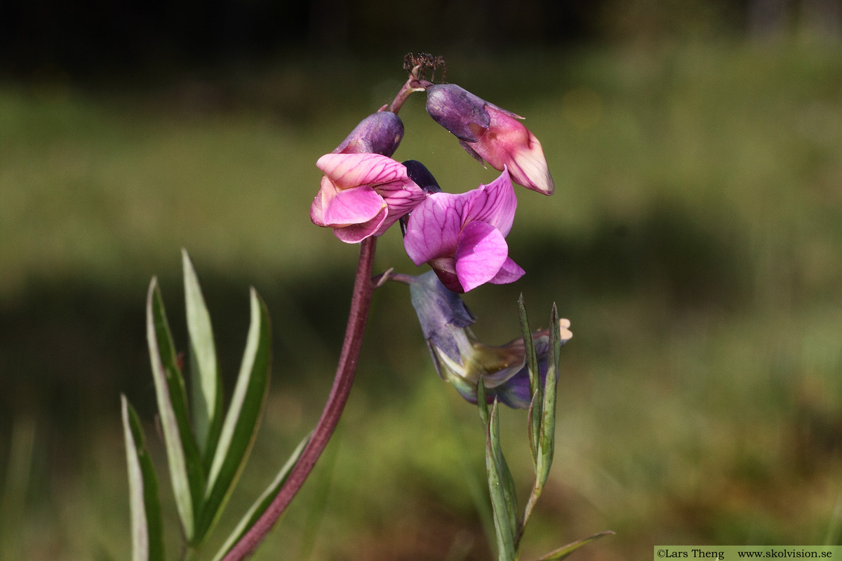 Gökärt, Lathyrus linifolius