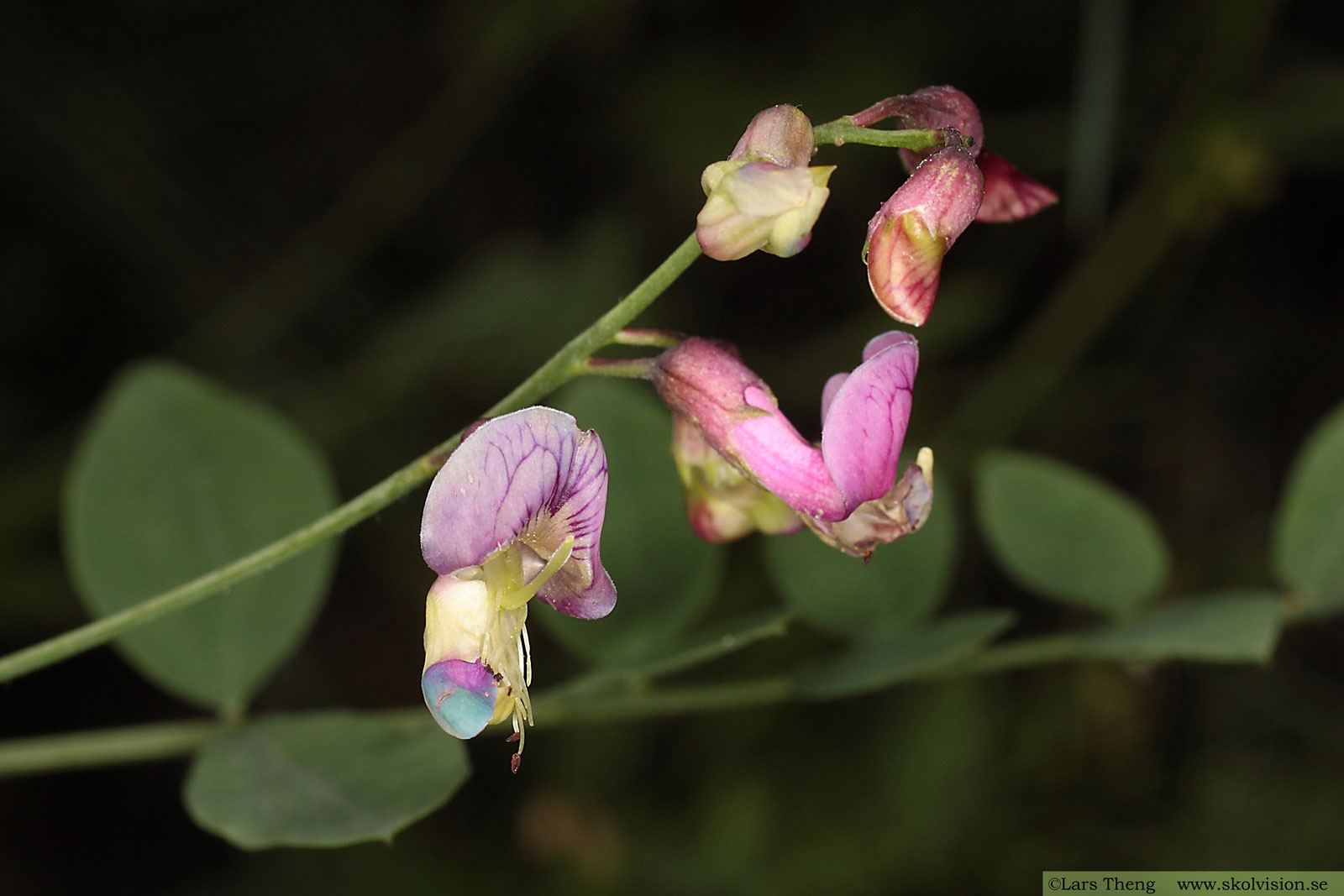 Vippärt, Lathyrus niger