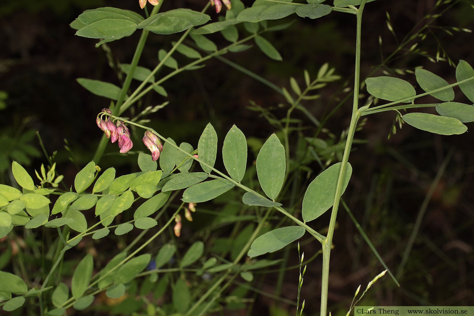 Vippärt, Lathyrus niger