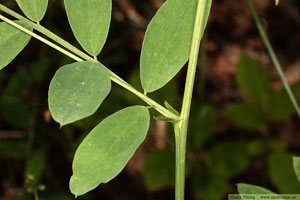 Vippärt, Lathyrus niger