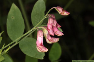 Vippärt, Lathyrus niger