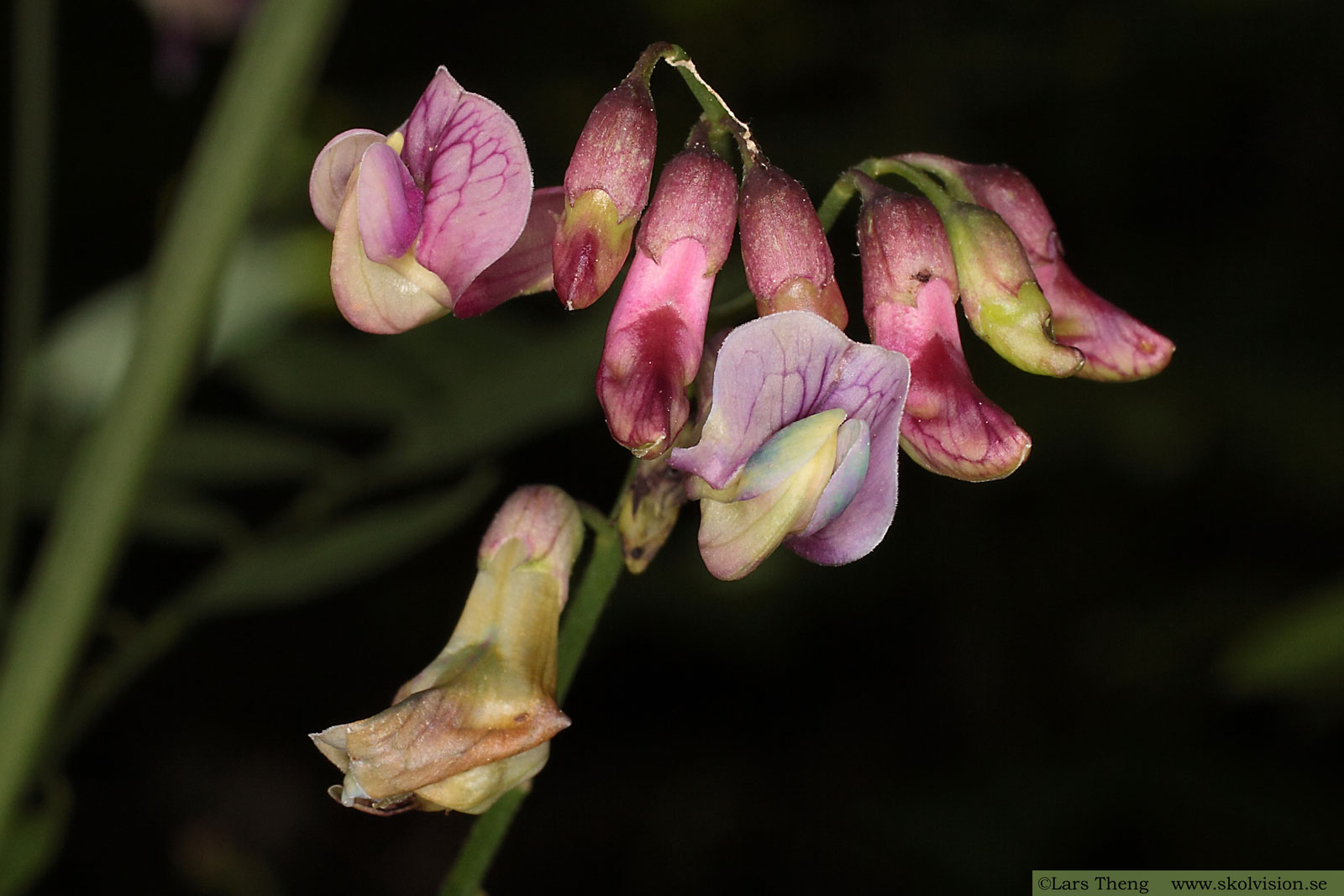 Vippärt, Lathyrus niger