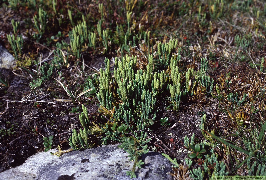 Fjällummer, Lycopodium alpinum