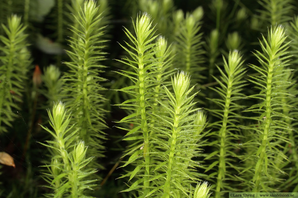 Revlummer, Lycopodium annotinum