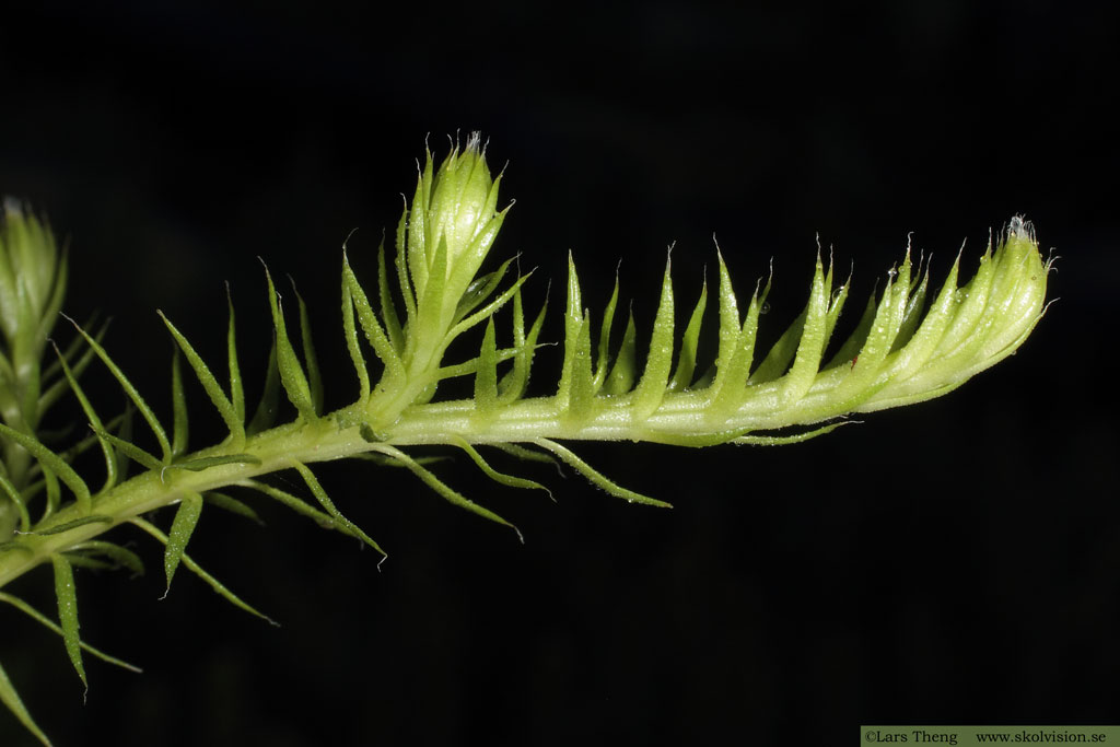 Revlummer, Lycopodium annotinum