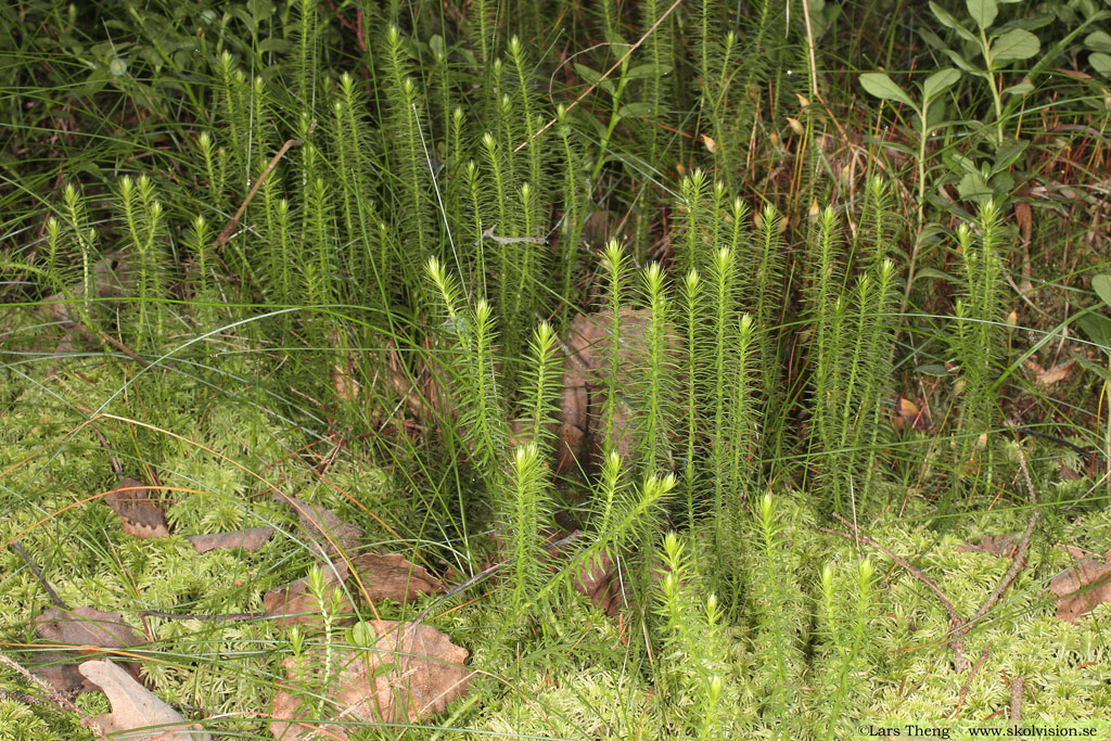 Revlummer, Lycopodium annotinum