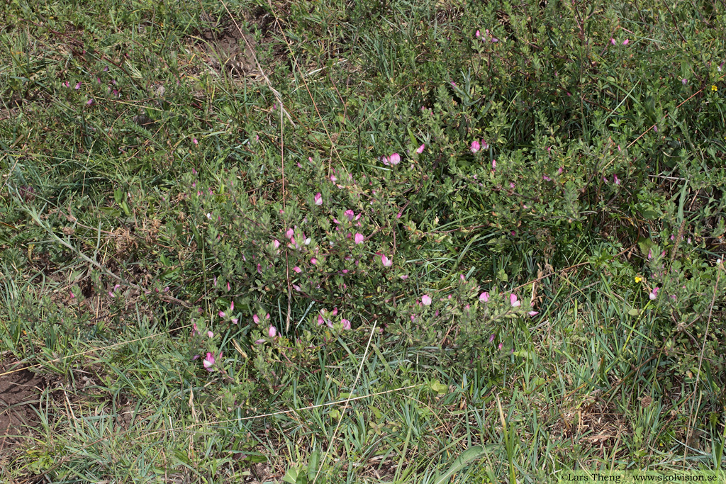 Puktörne, Ononis spinosa ssp. procurrens