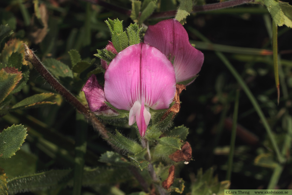 Puktörne, Ononis spinosa ssp. procurrens