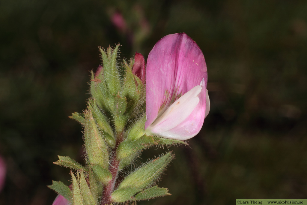 Puktörne, Ononis spinosa ssp. procurrens