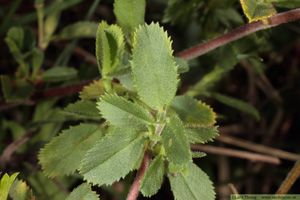 Puktörne, Ononis spinosa ssp. procurrens