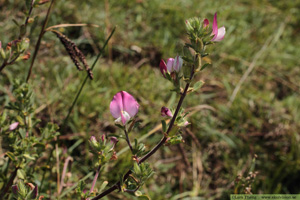 Puktörne, Ononis spinosa ssp. procurrens