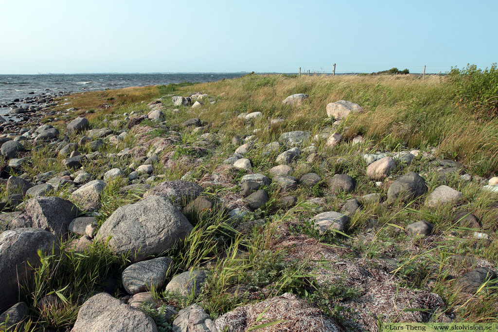 Strandsötväppling, Melilotus dentatus