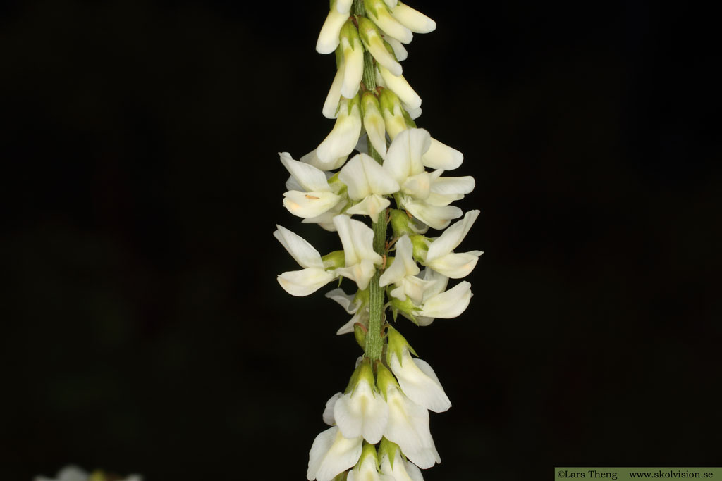 Vit sötväppling, Melilotus albus